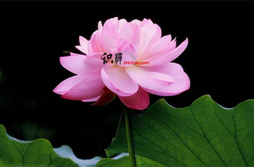 盛明兰教导你：遇事莫慌神 舒缓心情平常对待方可圆满